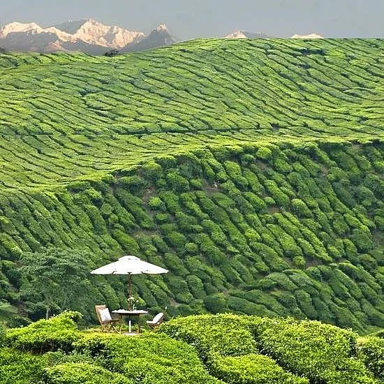 Sitting amid tea plantations and the peaks of Kanchenjunga