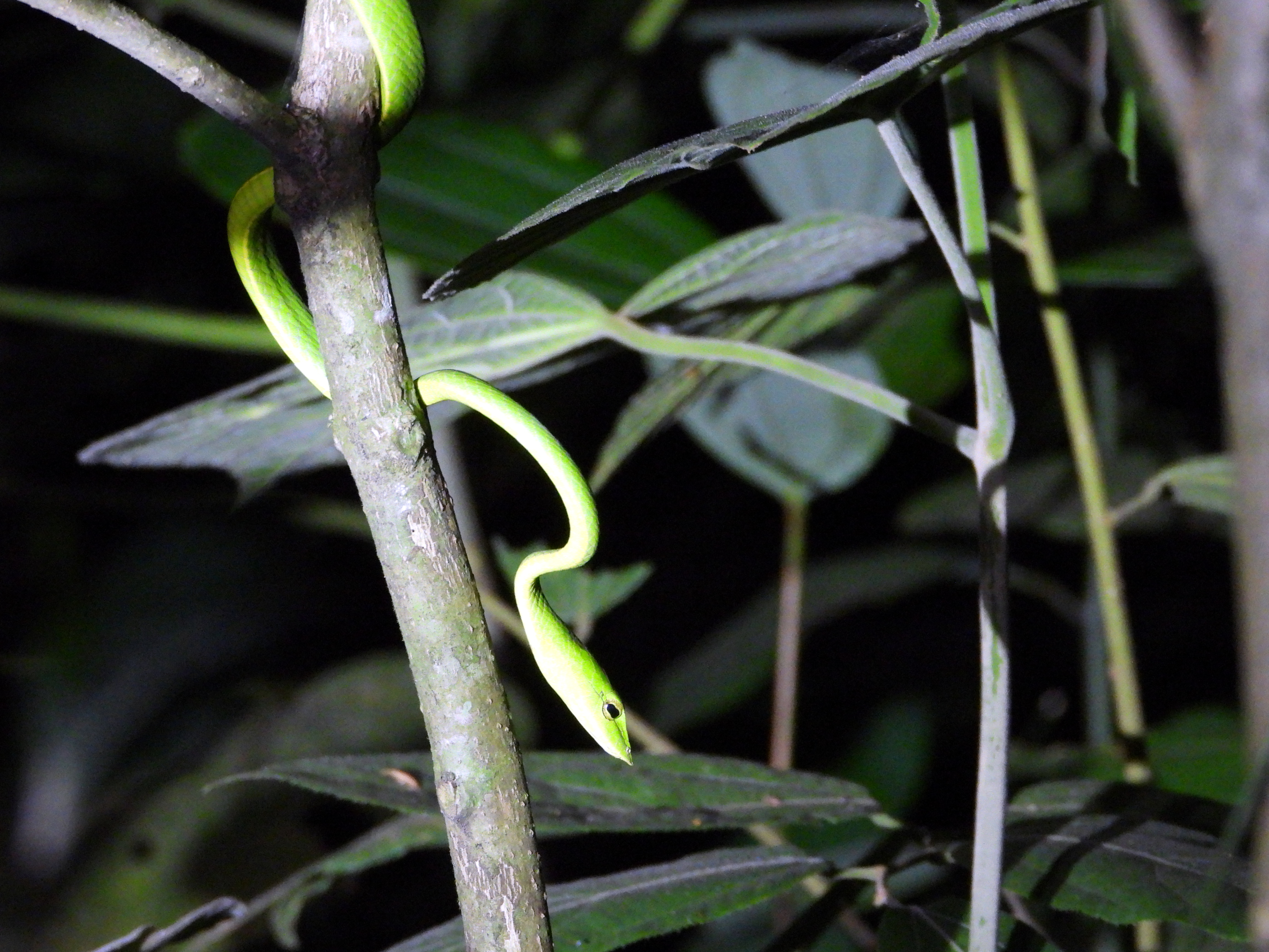 Green Vine Snake