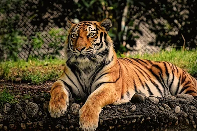 Shutterstock : A majestic tiger sits in his habitat resting after a meal