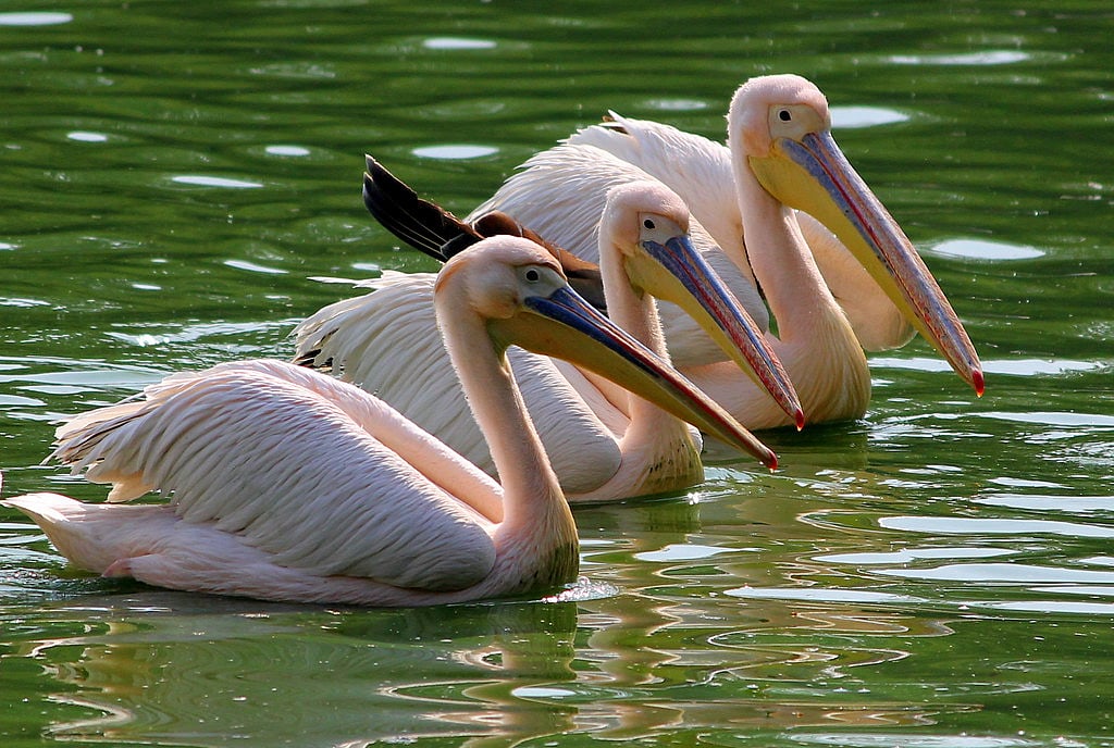 Rosy Pelicans