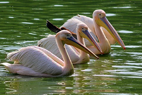 Rosy Pelicans