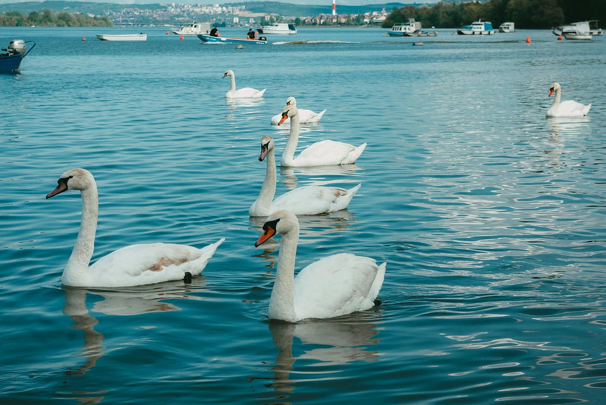 The Swans of Zurich 