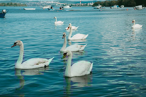 The Swans of Zurich 