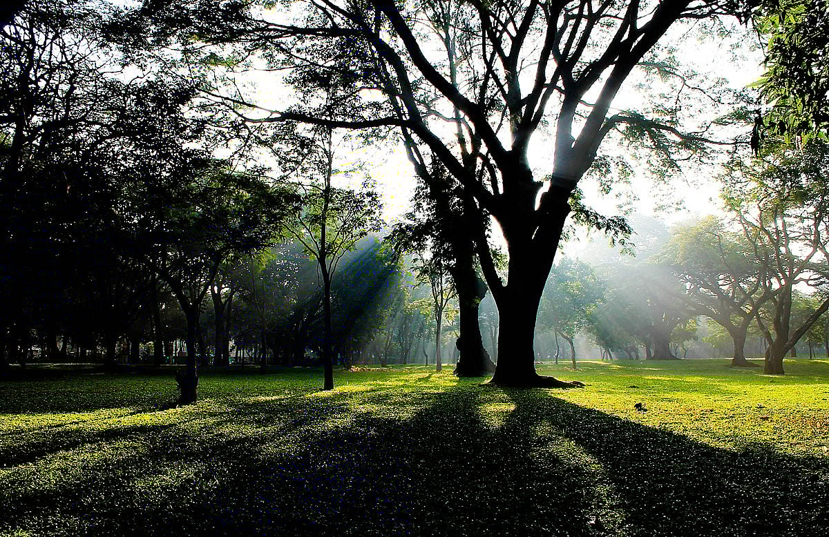 Cubbon Park acts as a venue for several live events