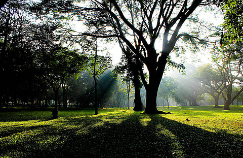 Cubbon Park acts as a venue for several live events