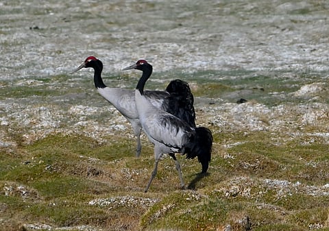Endangered Black-necked cranes
