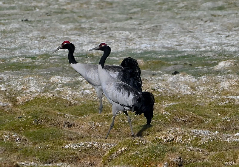 Endangered Black-necked cranes