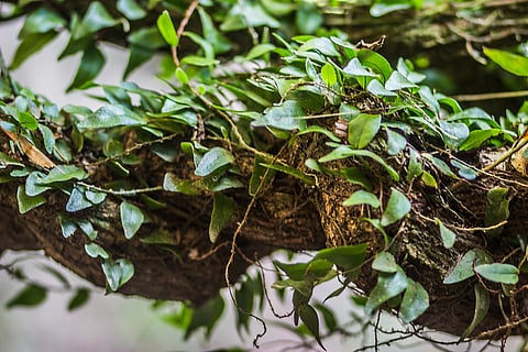 Ayahuasca vines growing