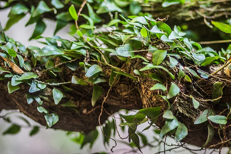Ayahuasca vines growing