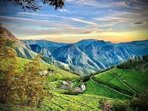 A view of the Kolukkumalai Tea Estate