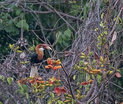 A Narcondam hornbill feeding