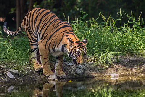 A Bengal Tiger comes to drink from a waterhole at the Sunderban National Park