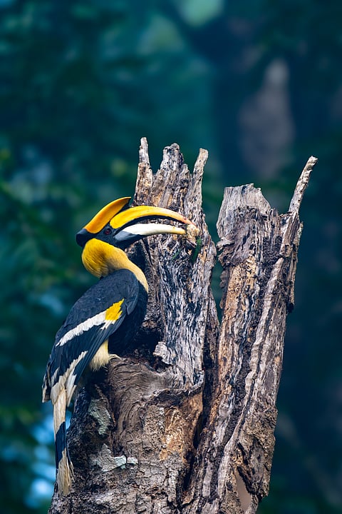 Great Indian Hornbill feeding the young ones