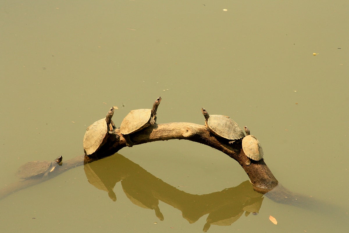 River turtles basking in the sun at Kaziranga National Park
