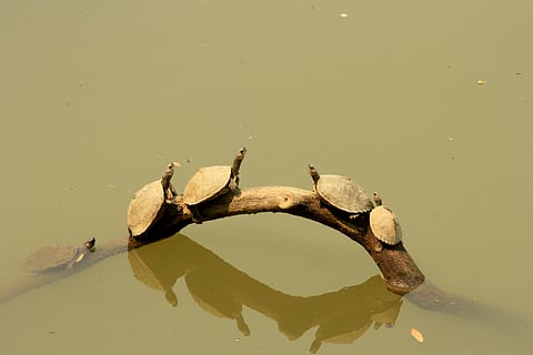 River turtles basking in the sun at Kaziranga National Park