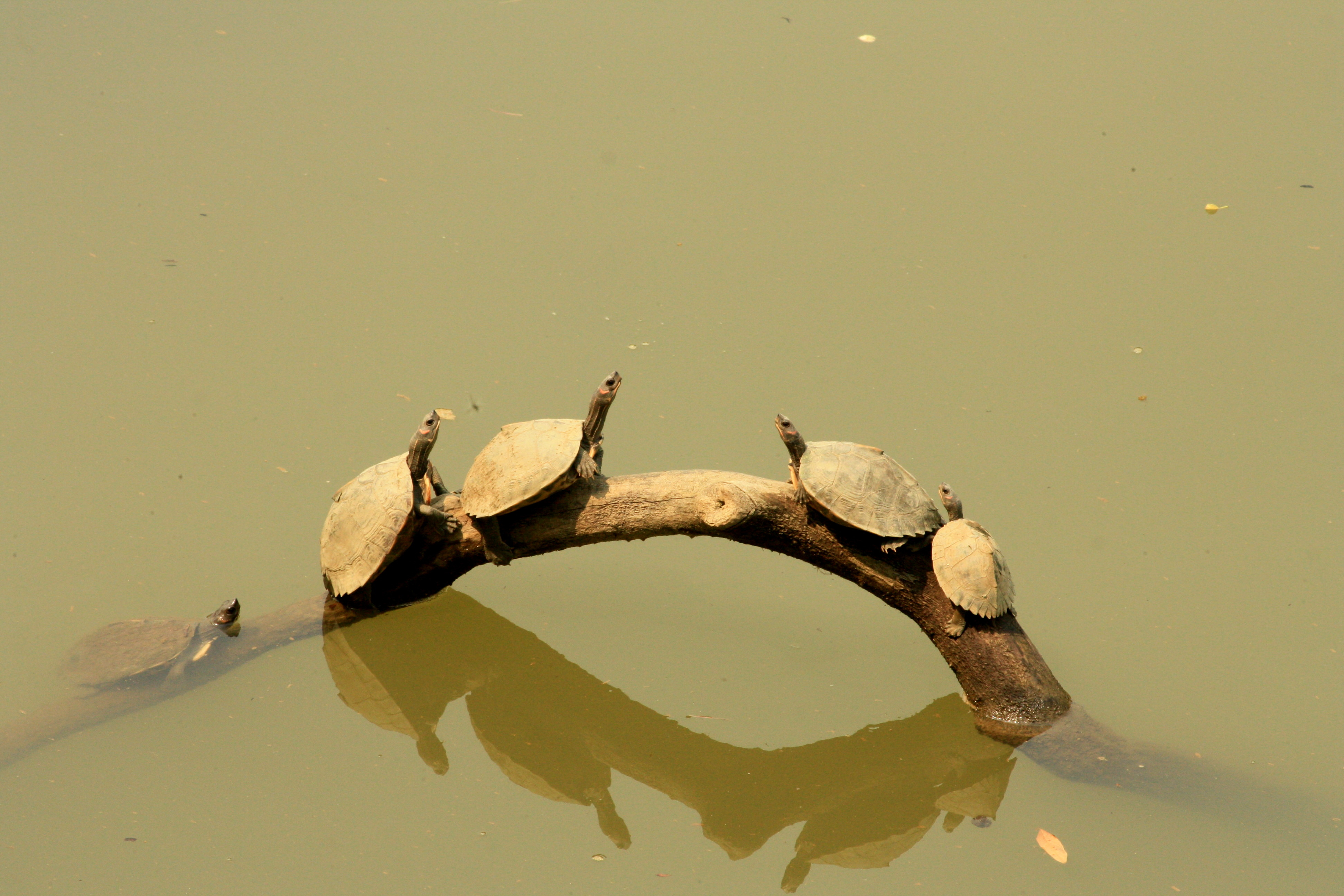 River turtles basking in the sun at Kaziranga National Park