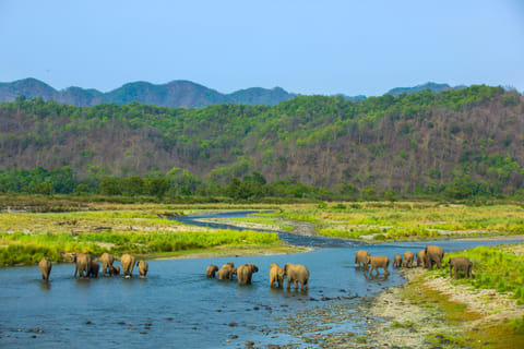 A herd of elephants crossing a river at Jim Corbett National Park