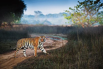 A majestic tiger at the Panna Tiger Reserve, where The Sarai at Toria is located