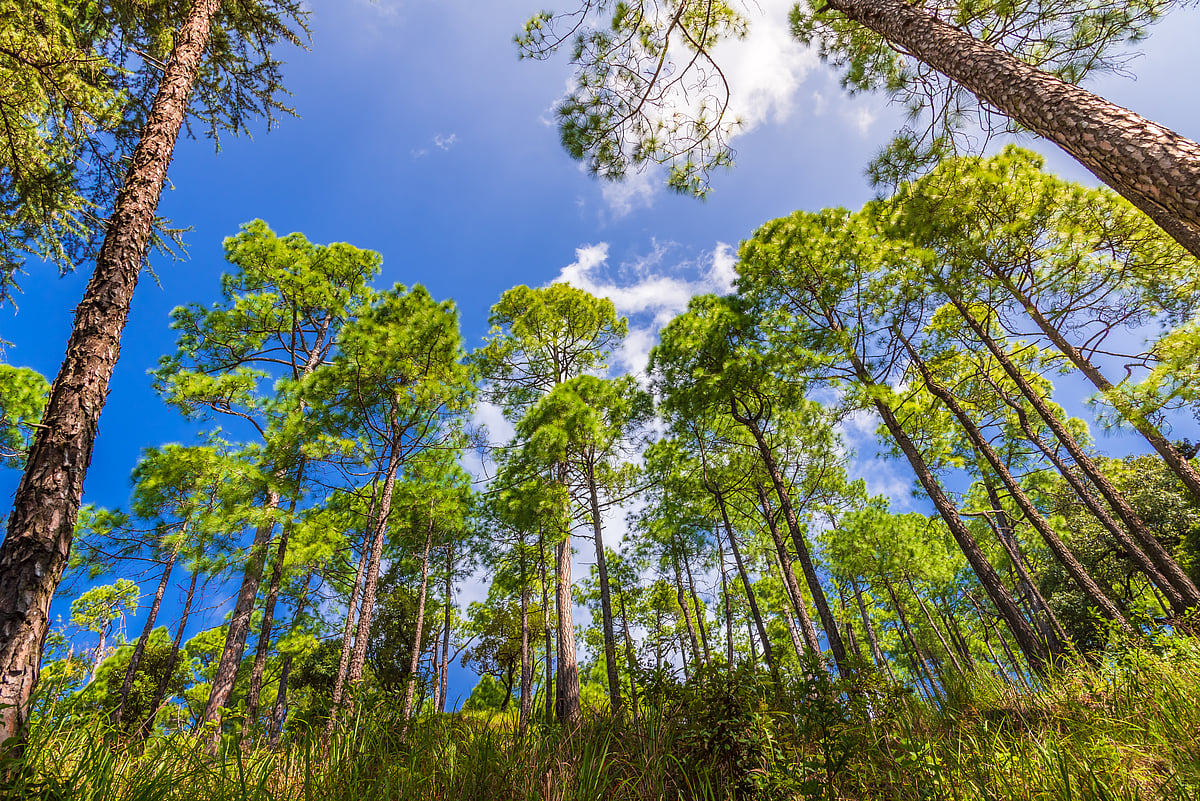 Pine forests in Binsar Wildlife Sanctuary