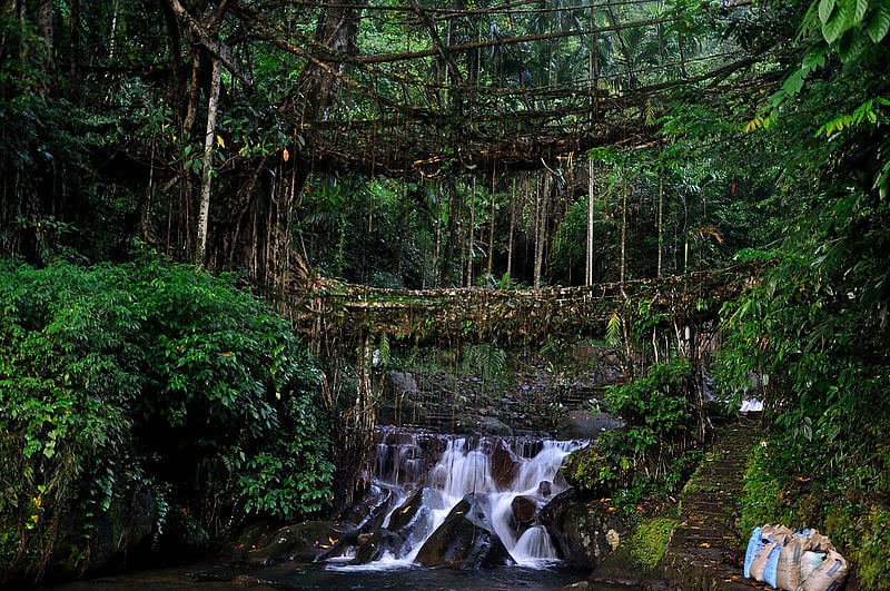 Living root bridge in Nongriat