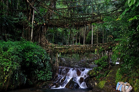Living root bridge in Nongriat