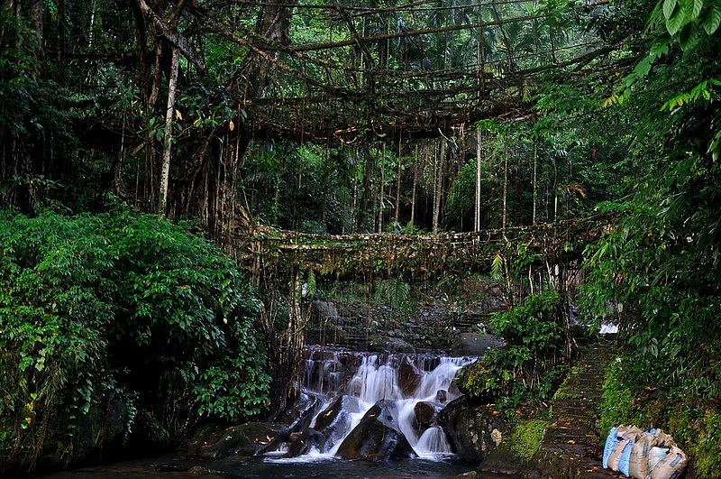 Living root bridge in Nongriat