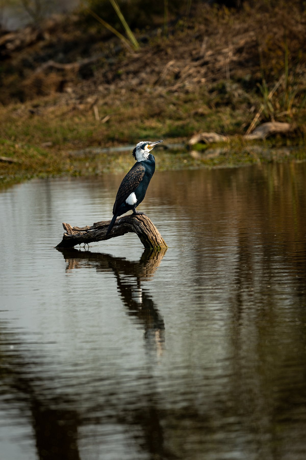 Great cormorant at the Keoladeo National Park