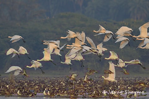 Birds at Patna Bird Sanctuary