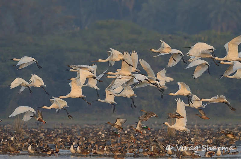 Birds at Patna Bird Sanctuary