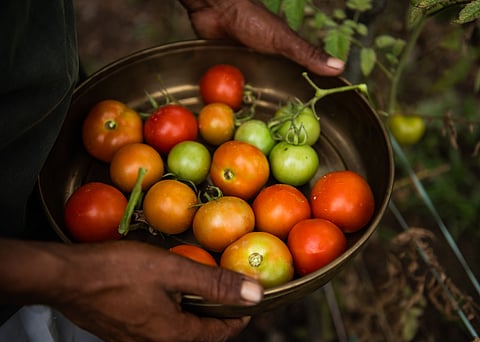 Ingredients used in Amaya are locally grown and sourced