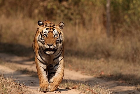The dominant male tiger, Munna, from Kanha National Park
