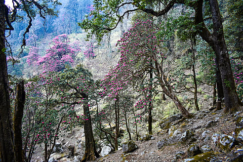 A rhododendron forest in Munsiyari