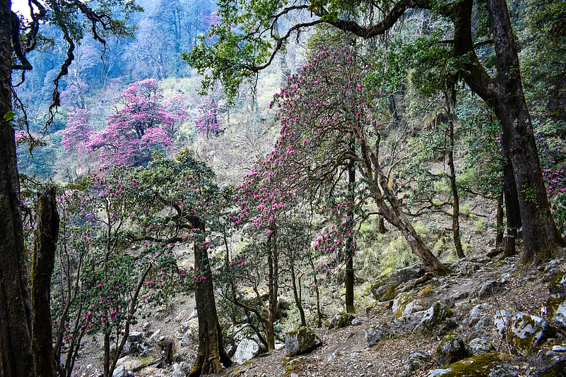 A rhododendron forest in Munsiyari