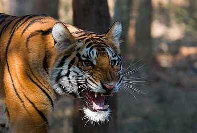 Flickr : A portrait of a tiger for representation purposes only