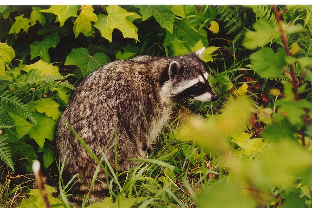 Flickr : A raccoon in the Canadian Rockies