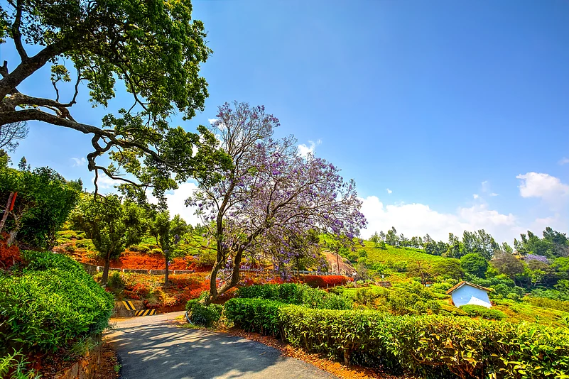 A view of the Coonoor Tea Estate