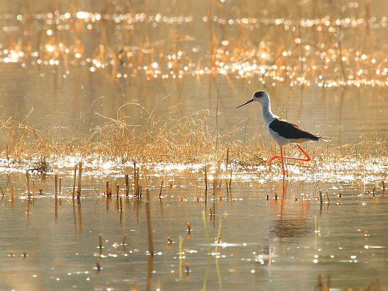 Black winged stilt tracing the wetlands