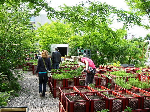 Urban Gardens