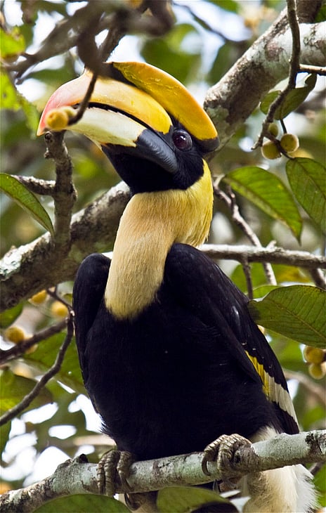 The Great Indian Hornbill 