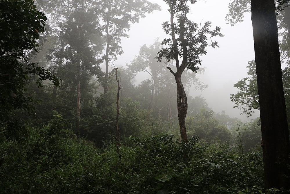 Mist envelops the sanctuary