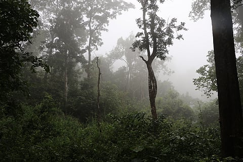 Mist envelops the sanctuary