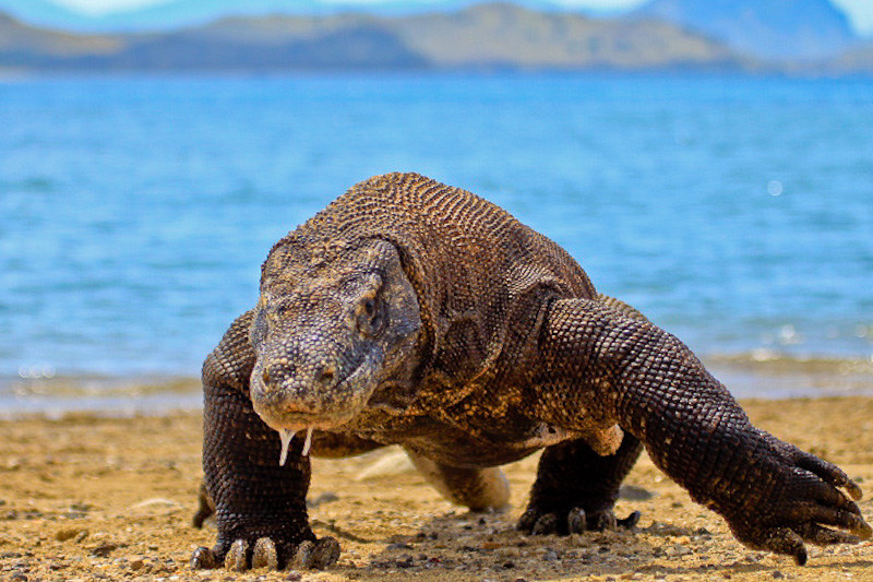 A male Komodo dragon on the beach