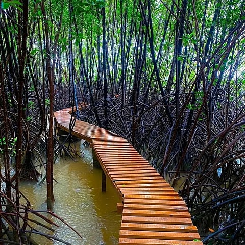 Mangrove boardwalk in Sharavathi Honnavar