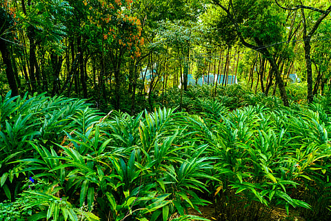 Inside the spice gardens of Munnar