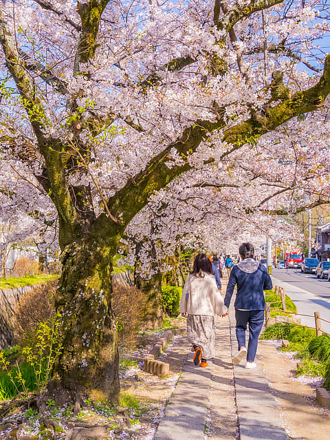 Philosopher's Path, Kyoto