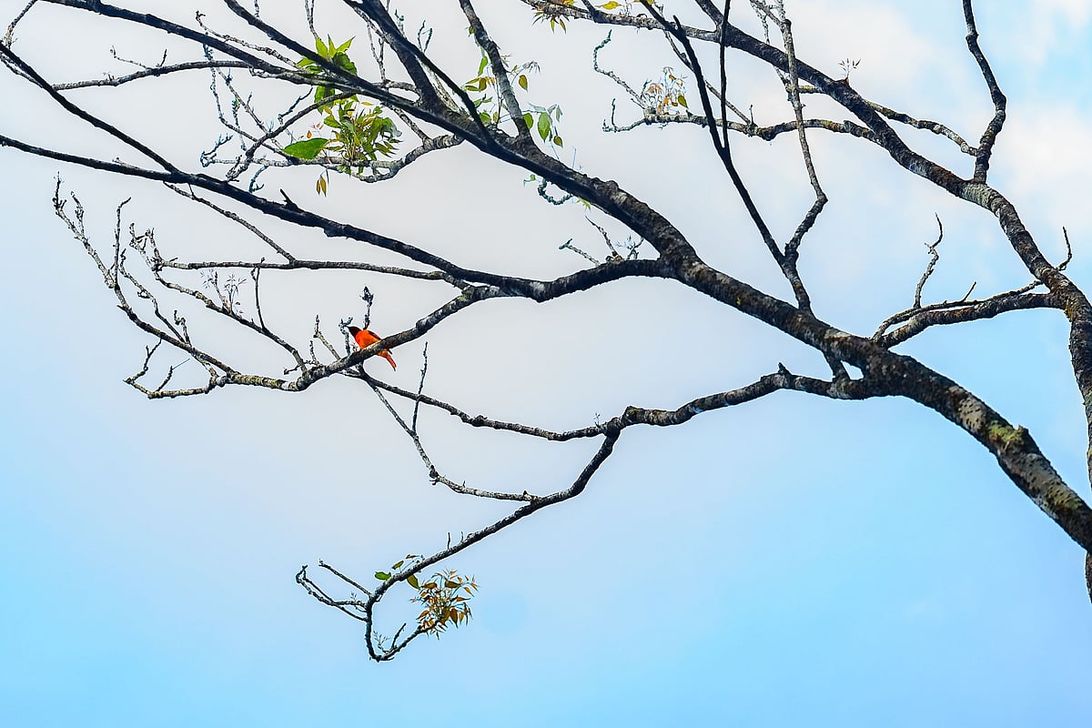 Bird watching at Wayanad Wild