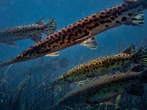 Spotted gar hover over seagrass in the Rainbow River