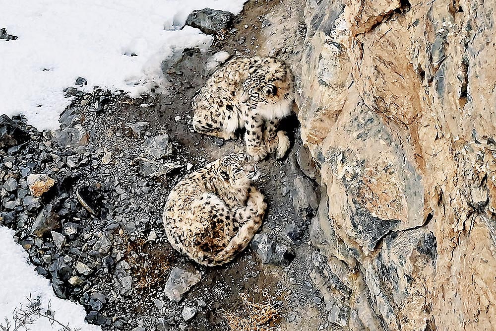 A snow leopard pair in Kibber