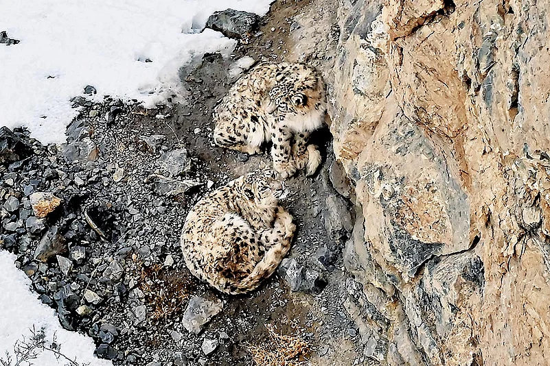 A snow leopard pair in Kibber