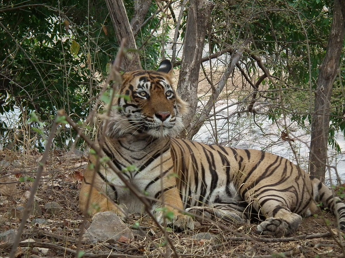 A picture of Ustad resting in his territory in Ranthambore